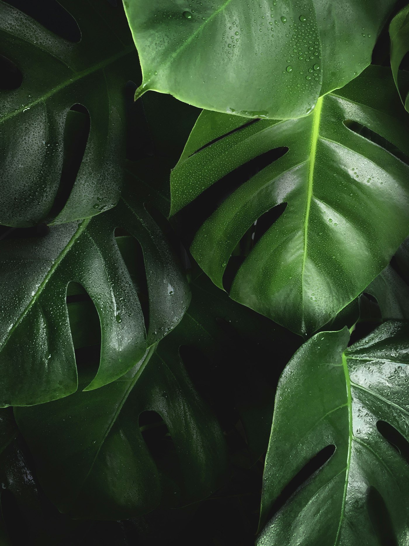 Botanical detail